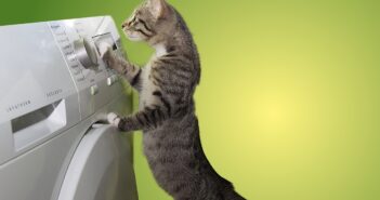 cat, domestic cat, dryer